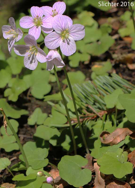 Nuttall's Toothwort, Oak Toothwort, Slender Toothwort, Spring Beauty: Cardamine nuttallii var. nuttallii (Synonyms: Cardamine nuttallii var. covilleana, Cardamine nuttallii var. dissecta, Cardamine pulcherrima, Cardamine pulcherrima var. pulcherrima, Cardamine pulcherrima var. tenella, Dentaria tenella, Dentaria tenella var. pulcherrima, Dentaria tenella var. quercetorum, Dentaria tenella var. tenella)