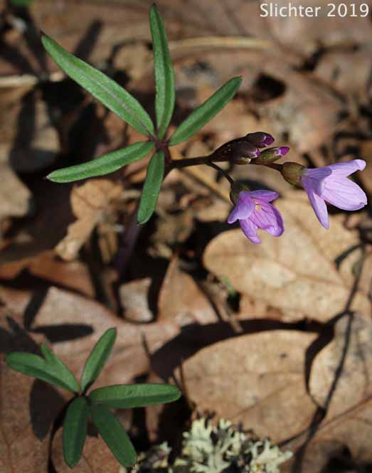 Nuttall's Toothwort, Oak Toothwort, Slender Toothwort, Spring Beauty: Cardamine nuttallii var. nuttallii (Synonyms: Cardamine nuttallii var. covilleana, Cardamine nuttallii var. dissecta, Cardamine pulcherrima, Cardamine pulcherrima var. pulcherrima, Cardamine pulcherrima var. tenella, Dentaria tenella, Dentaria tenella var. pulcherrima, Dentaria tenella var. quercetorum, Dentaria tenella var. tenella)