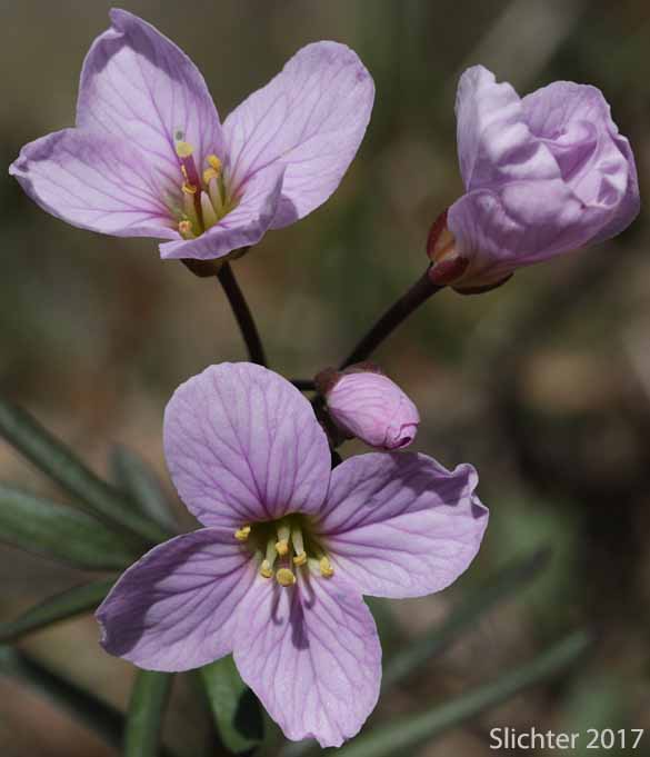 Nuttall's Toothwort, Oak Toothwort, Slender Toothwort, Spring Beauty: Cardamine nuttallii var. nuttallii (Synonyms: Cardamine nuttallii var. covilleana, Cardamine nuttallii var. dissecta, Cardamine pulcherrima, Cardamine pulcherrima var. pulcherrima, Cardamine pulcherrima var. tenella, Dentaria tenella, Dentaria tenella var. pulcherrima, Dentaria tenella var. quercetorum, Dentaria tenella var. tenella)