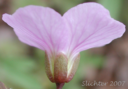 Petals and sepals of Nuttall's Toothwort, Oak Toothwort, Slender Toothwort, Spring Beauty: Cardamine nuttallii var. nuttallii (Synonyms: Cardamine nuttallii var. covilleana, Cardamine nuttallii var. dissecta, Cardamine pulcherrima, Cardamine pulcherrima var. pulcherrima, Cardamine pulcherrima var. tenella, Dentaria tenella, Dentaria tenella var. pulcherrima, Dentaria tenella var. quercetorum, Dentaria tenella var. tenella)