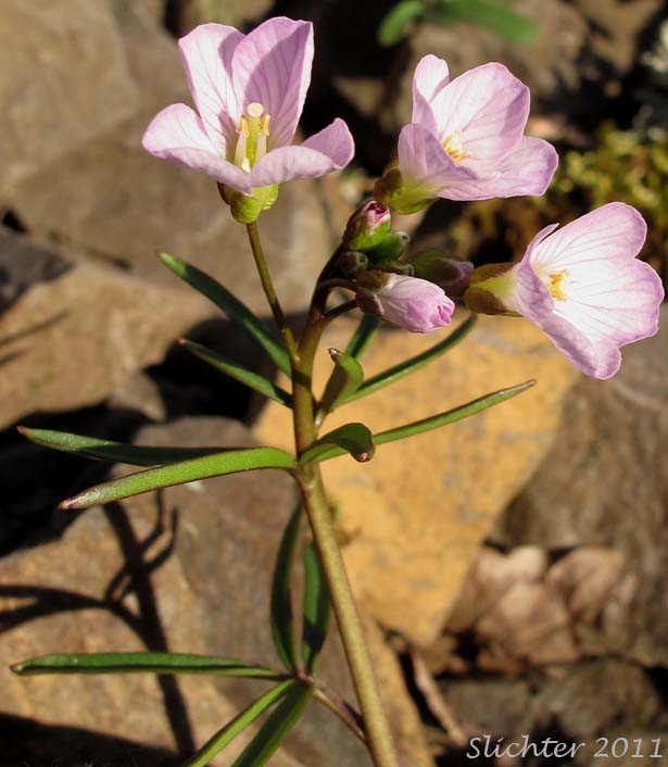 Upper stem leaves and inflorescence of Nuttall's Toothwort, Oak Toothwort, Slender Toothwort, Spring Beauty: Cardamine nuttallii var. nuttallii (Synonyms: Cardamine nuttallii var. covilleana, Cardamine nuttallii var. dissecta, Cardamine pulcherrima, Cardamine pulcherrima var. pulcherrima, Cardamine pulcherrima var. tenella, Dentaria tenella, Dentaria tenella var. pulcherrima, Dentaria tenella var. quercetorum, Dentaria tenella var. tenella)