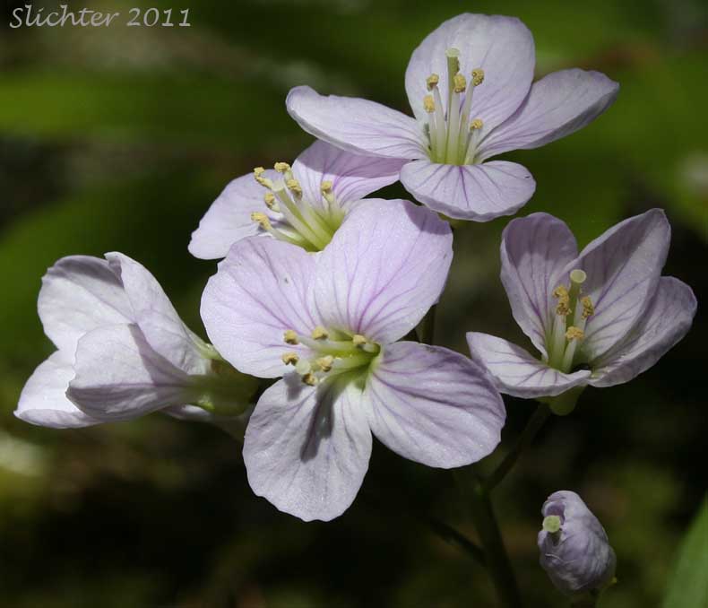 Flowers of Nuttall's Toothwort, Oak Toothwort, Slender Toothwort, Spring Beauty: Cardamine nuttallii var. nuttallii (Synonyms: Cardamine nuttallii var. covilleana, Cardamine nuttallii var. dissecta, Cardamine pulcherrima, Cardamine pulcherrima var. pulcherrima, Cardamine pulcherrima var. tenella, Dentaria tenella, Dentaria tenella var. pulcherrima, Dentaria tenella var. quercetorum, Dentaria tenella var. tenella)