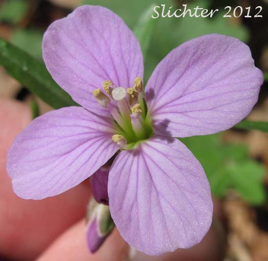 Close-up of a flower of Nuttall's Toothwort, Oak Toothwort, Slender Toothwort, Spring Beauty: Cardamine nuttallii var. nuttallii (Synonyms: Cardamine nuttallii var. covilleana, Cardamine nuttallii var. dissecta, Cardamine pulcherrima, Cardamine pulcherrima var. pulcherrima, Cardamine pulcherrima var. tenella, Dentaria tenella, Dentaria tenella var. pulcherrima, Dentaria tenella var. quercetorum, Dentaria tenella var. tenella)