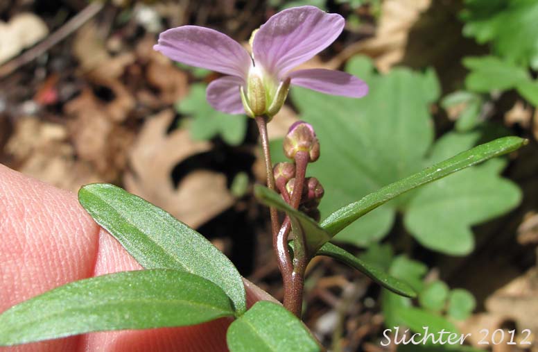 Flower of Nuttall's Toothwort, Oak Toothwort, Slender Toothwort, Spring Beauty: Cardamine nuttallii var. nuttallii (Synonyms: Cardamine nuttallii var. covilleana, Cardamine nuttallii var. dissecta, Cardamine pulcherrima, Cardamine pulcherrima var. pulcherrima, Cardamine pulcherrima var. tenella, Dentaria tenella, Dentaria tenella var. pulcherrima, Dentaria tenella var. quercetorum, Dentaria tenella var. tenella)
