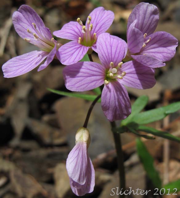 Nuttall's Toothwort, Oak Toothwort, Slender Toothwort, Spring Beauty: Cardamine nuttallii var. nuttallii (Synonyms: Cardamine nuttallii var. covilleana, Cardamine nuttallii var. dissecta, Cardamine pulcherrima, Cardamine pulcherrima var. pulcherrima, Cardamine pulcherrima var. tenella, Dentaria tenella, Dentaria tenella var. pulcherrima, Dentaria tenella var. quercetorum, Dentaria tenella var. tenella)