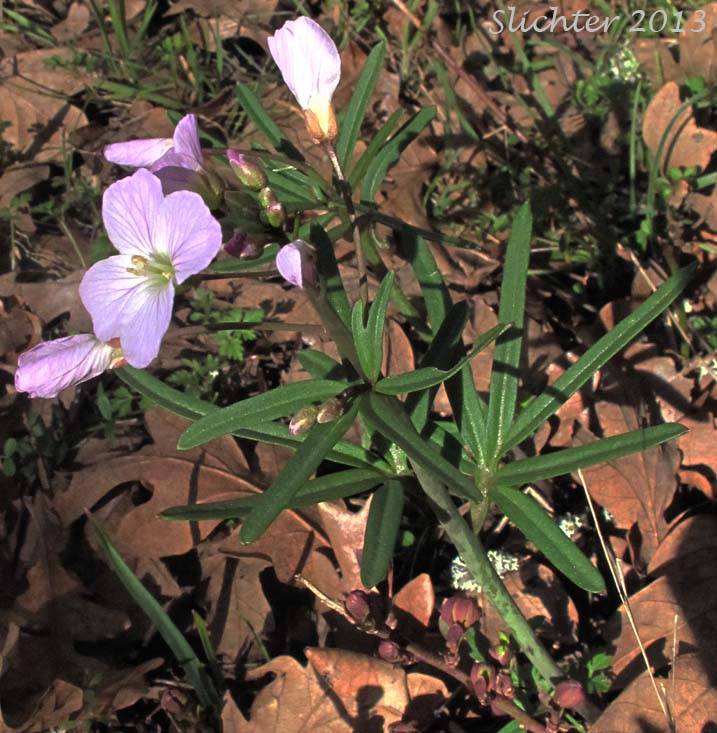 Nuttall's Toothwort, Oak Toothwort, Slender Toothwort, Spring Beauty: Cardamine nuttallii var. nuttallii (Synonyms: Cardamine nuttallii var. covilleana, Cardamine nuttallii var. dissecta, Cardamine pulcherrima, Cardamine pulcherrima var. pulcherrima, Cardamine pulcherrima var. tenella, Dentaria tenella, Dentaria tenella var. pulcherrima, Dentaria tenella var. quercetorum, Dentaria tenella var. tenella)