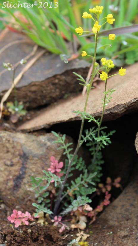 Narrow Tansymustard, Thread-stalk Cutleaf Tansymustard, Western Tansymustard: Descurainia longipedicellata (Synonyms: Descurainia incisa ssp. filipes, Descurainia incisa var. filipes, Descurainia pinnata ssp. fillipes, Descurainia pinnata var. filipes, Sisymbrium incisum var. filipes, Sisymbrium longipedicellatum, Sophia filipes)