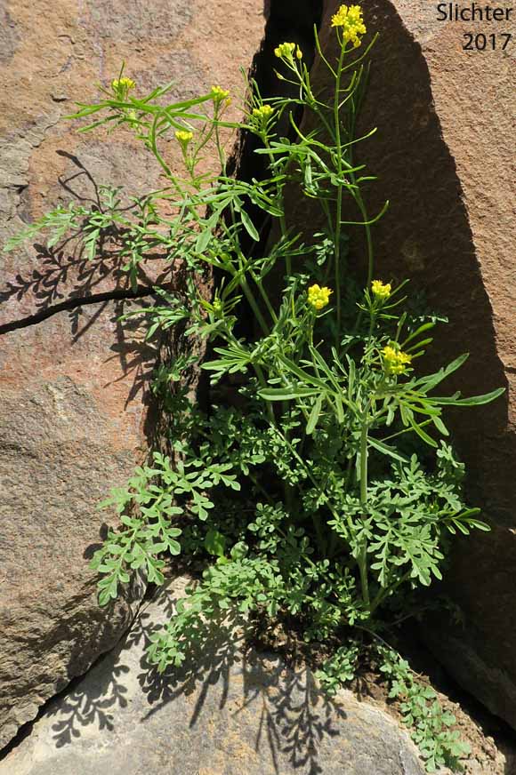 Narrow Tansymustard, Thread-stalk Cutleaf Tansymustard, Western Tansymustard: Descurainia longipedicellata (Synonyms: Descurainia incisa ssp. filipes, Descurainia incisa var. filipes, Descurainia pinnata ssp. fillipes, Descurainia pinnata var. filipes, Sisymbrium incisum var. filipes, Sisymbrium longipedicellatum, Sophia filipes)
