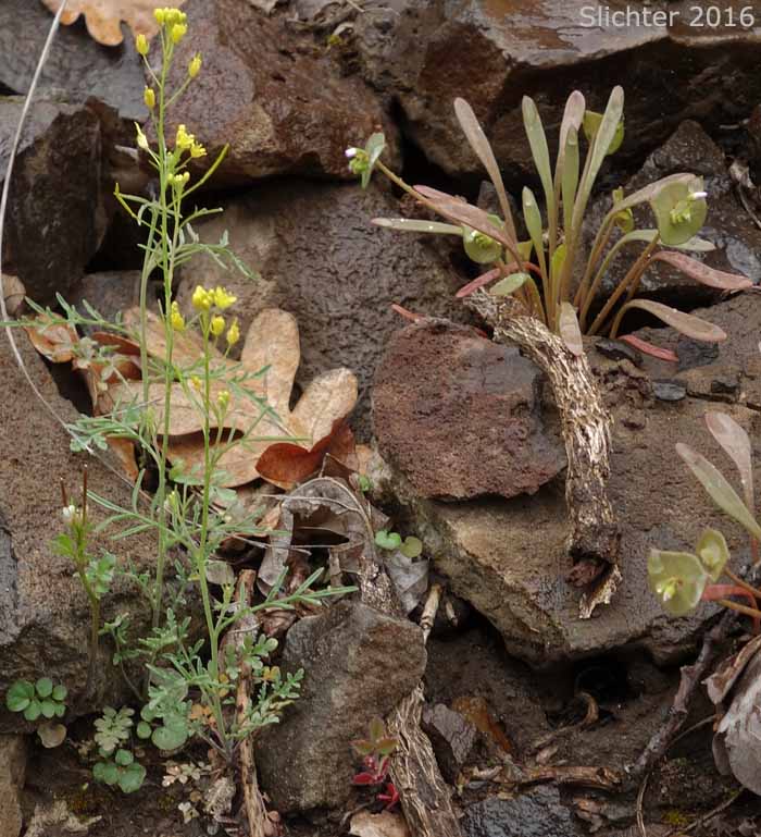 Cutleaf Tansymustard, Mountain Tansymustard: Descurainia incisa ssp. incisa (Synonyms: Descurainia incana ssp. incisa, Descurainia incisa, Descurainia incisa var. incisa, Descurainia richardsonii ssp. incisa, Descurainia richardsonii var. incisa, Descurainia richardsonii var. sonnei, Sisymbrium incisum, Sophia incisa)
