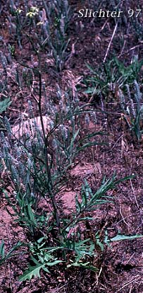 Cutleaf Tansymustard, Mountain Tansymustard: Descurainia incisa ssp. incisa (Synonyms: Descurainia incana ssp. incisa, Descurainia incisa, Descurainia incisa var. incisa, Descurainia richardsonii ssp. incisa, Descurainia richardsonii var. incisa, Descurainia richardsonii var. sonnei, Sisymbrium incisum, Sophia incisa)