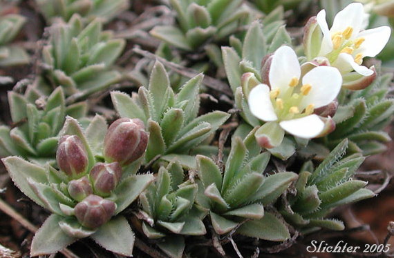 Flowers, leaves and flower buds of Alkali Cusickiella, Douglas' Draba: Cusickiella douglasii (Synonyms: Draba douglasii, Draba douglasii var. crockeri)