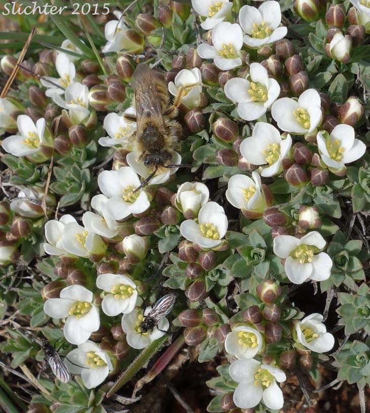 Alkali Cusickiella, Douglas' Draba: Cusickiella douglasii (Synonyms: Draba douglasii, Draba douglasii var. crockeri)