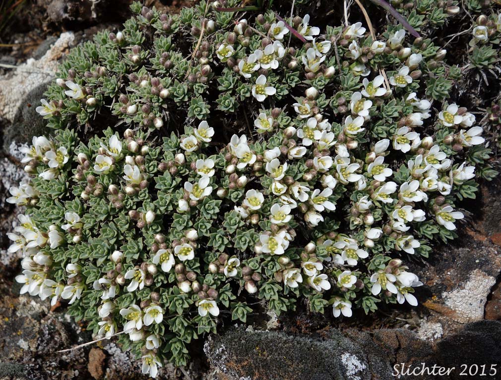 Alkali Cusickiella, Douglas' Draba: Cusickiella douglasii (Synonyms: Draba douglasii, Draba douglasii var. crockeri)