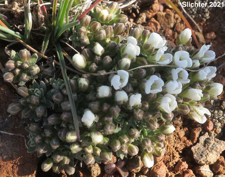 Alkali Cusickiella, Douglas' Draba: Cusickiella douglasii (Synonyms: Draba douglasii, Draba douglasii var. crockeri)