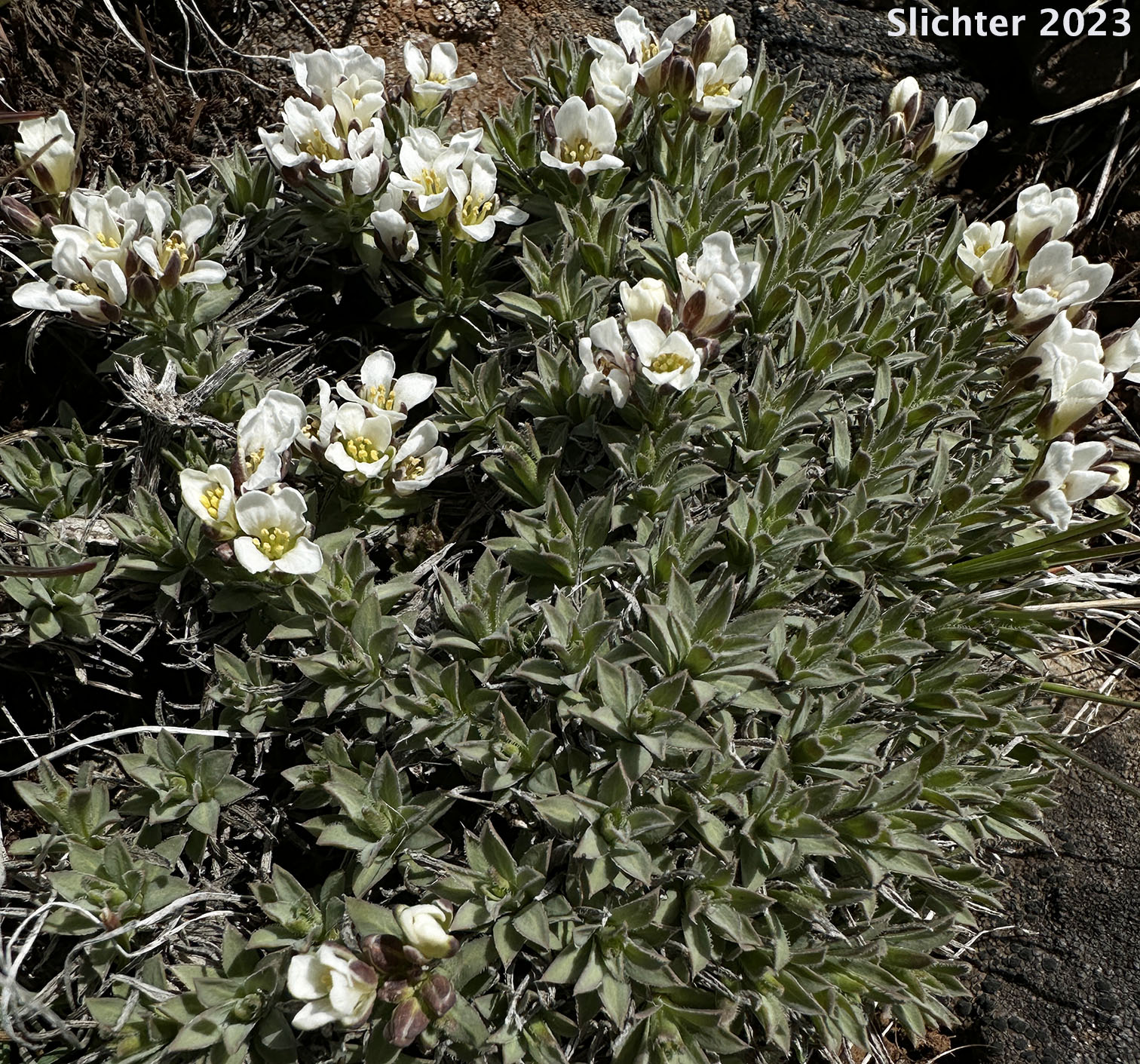 Alkali Cusickiella, Douglas' Draba: Cusickiella douglasii (Synonyms: Draba douglasii, Draba douglasii var. crockeri)