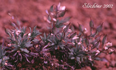 Alkali Cusickiella, Douglas' Draba: Cusickiella douglasii (Synonyms: Draba douglasii, Draba douglasii var. crockeri) 
