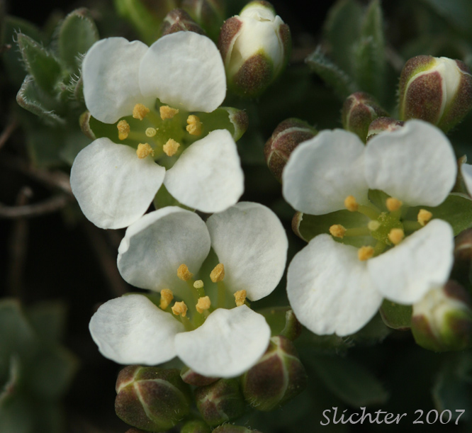 Alkali Cusickiella, Douglas' Draba: Cusickiella douglasii (Synonyms: Draba douglasii, Draba douglasii var. crockeri)