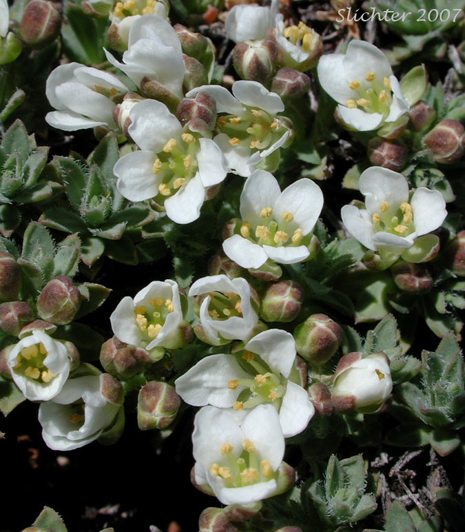 Alkali Cusickiella, Douglas' Draba: Cusickiella douglasii (Synonyms: Draba douglasii, Draba douglasii var. crockeri)