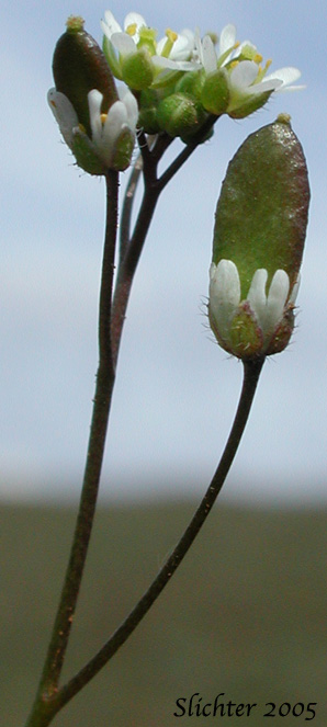Flowers and fruits of Spring Draba, Spring Whitlow-grass: Draba verna (Synonyms: Draba verna var. aestivalis, Draba verna var. boerhaavii, Draba verna var. major, Draba verna var. verna, Erophila verna ssp. spathulata, Erophila verna var. praecox, Erophila verna var. verna)
