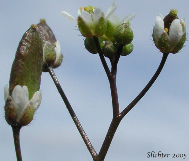 Flowers and fruits of Spring Draba, Spring Whitlow-grass: Draba verna (Synonyms: Draba verna var. aestivalis, Draba verna var. boerhaavii, Draba verna var. major, Draba verna var. verna, Erophila verna ssp. spathulata, Erophila verna var. praecox, Erophila verna var. verna)