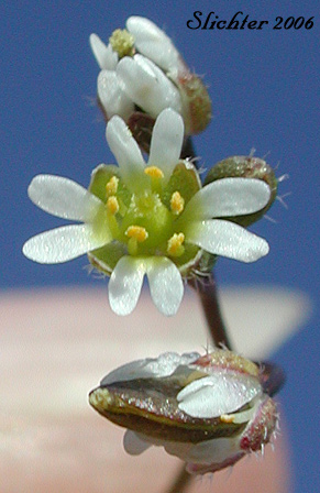 Flowers and fruits of Spring Draba, Spring Whitlow-grass: Draba verna (Synonyms: Draba verna var. aestivalis, Draba verna var. boerhaavii, Draba verna var. major, Draba verna var. verna, Erophila verna ssp. spathulata, Erophila verna var. praecox, Erophila verna var. verna)