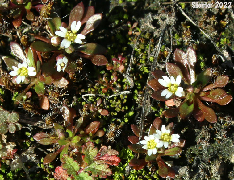 Spring Draba, Spring Whitlow-grass: Draba verna (Synonyms: Draba verna var. aestivalis, Draba verna var. boerhaavii, Draba verna var. major, Draba verna var. verna, Erophila verna ssp. spathulata, Erophila verna var. praecox, Erophila verna var. verna)