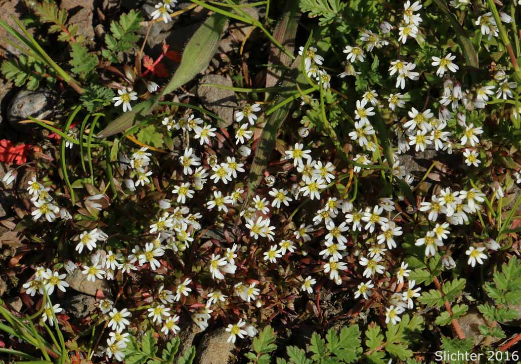 Spring Draba, Spring Whitlow-grass: Draba verna (Synonyms: Draba verna var. aestivalis, Draba verna var. boerhaavii, Draba verna var. major, Draba verna var. verna, Erophila verna ssp. spathulata, Erophila verna var. praecox, Erophila verna var. verna)