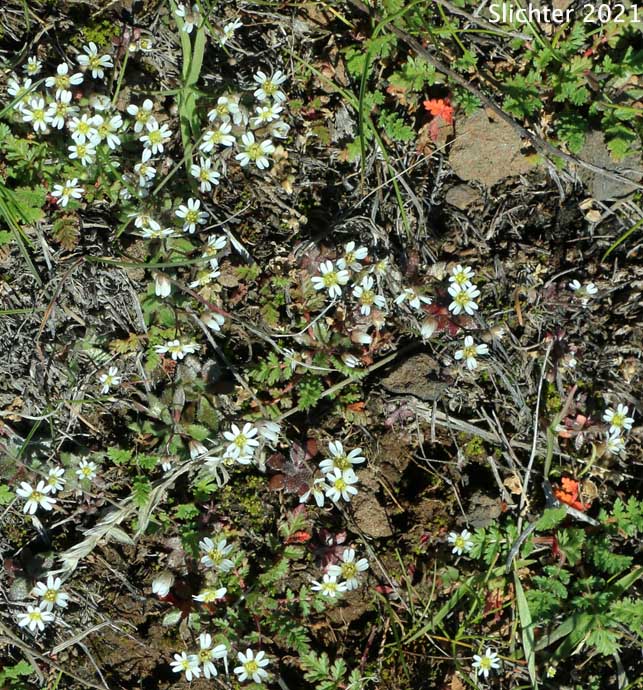 Habitat of Spring Draba, Spring Whitlow-grass: Draba verna (Synonyms: Draba verna var. aestivalis, Draba verna var. boerhaavii, Draba verna var. major, Draba verna var. verna, Erophila verna ssp. spathulata, Erophila verna var. praecox, Erophila verna var. verna)