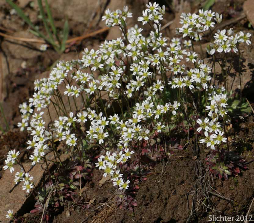 Spring Draba, Spring Whitlow-grass: Draba verna (Synonyms: Draba verna var. aestivalis, Draba verna var. boerhaavii, Draba verna var. major, Draba verna var. verna, Erophila verna ssp. spathulata, Erophila verna var. praecox, Erophila verna var. verna)