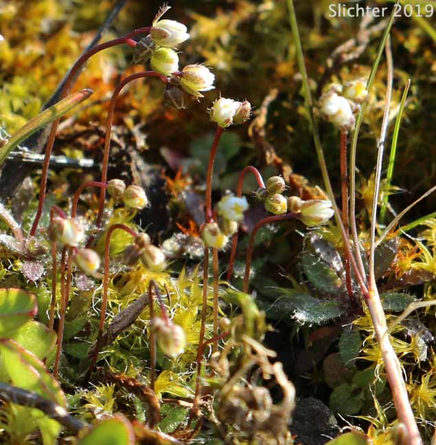 Spring Draba, Spring Whitlow-grass: Draba verna (Synonyms: Draba verna var. aestivalis, Draba verna var. boerhaavii, Draba verna var. major, Draba verna var. verna, Erophila verna ssp. spathulata, Erophila verna var. praecox, Erophila verna var. verna)
