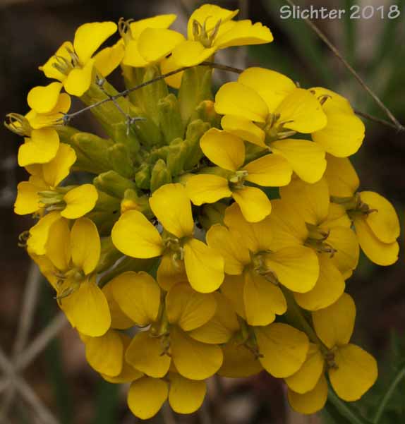Douglas' Wallflower, Prairie Rocket, Rough Wallflower, Sanddune Wallflower, Western Wallflower: Erysimum capitatum var. capitatum (Synonyms: Erysimum arkansanum, Erysimum asperum, Erysimum asperum var. arkansanum, Erysimum asperum var. capitatum, Erysimum capitatum ssp. capitatum, Erysimum capitatum var. stellatum, Erysimum capitatum var. washoense, Erysimum elatum, Erysimum moniliforme, Erysimum wheeleri)