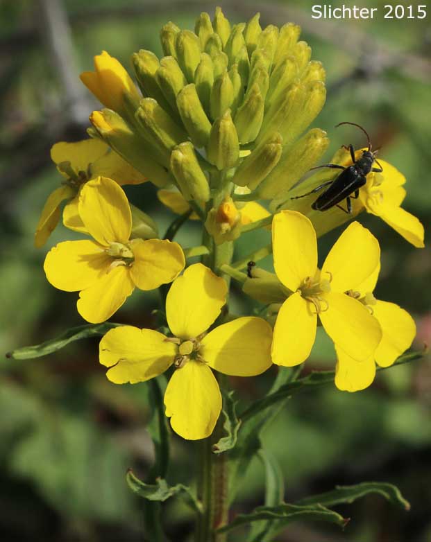 Douglas' Wallflower, Prairie Rocket, Rough Wallflower, Sanddune Wallflower, Western Wallflower: Erysimum capitatum var. capitatum (Synonyms: Erysimum arkansanum, Erysimum asperum, Erysimum asperum var. arkansanum, Erysimum asperum var. capitatum, Erysimum capitatum ssp. capitatum, Erysimum capitatum var. stellatum, Erysimum capitatum var. washoense, Erysimum elatum, Erysimum moniliforme, Erysimum wheeleri)
