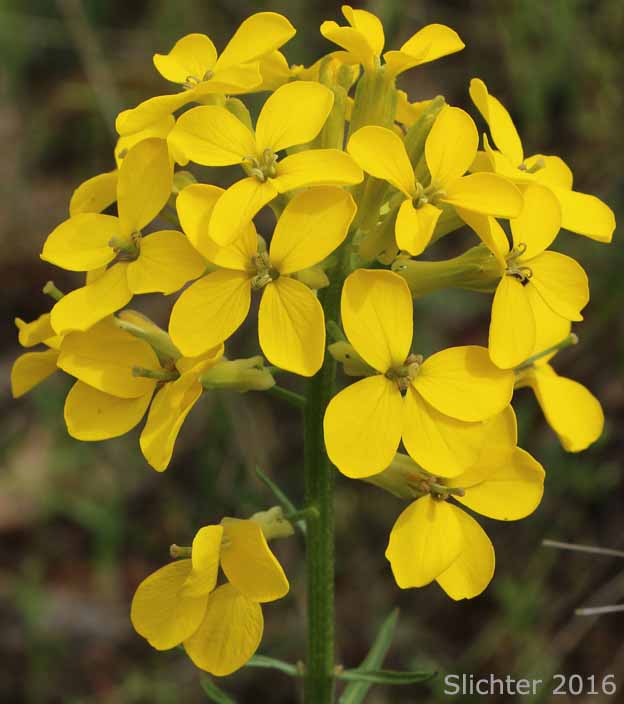Inflorescence of Douglas' Wallflower, Prairie Rocket, Rough Wallflower, Sanddune Wallflower, Western Wallflower: Erysimum capitatum var. capitatum (Synonyms: Erysimum arkansanum, Erysimum asperum, Erysimum asperum var. arkansanum, Erysimum asperum var. capitatum, Erysimum capitatum ssp. capitatum, Erysimum capitatum var. stellatum, Erysimum capitatum var. washoense, Erysimum elatum, Erysimum moniliforme, Erysimum wheeleri)