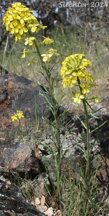 Douglas' Wallflower, Prairie Rocket, Rough Wallflower, Sanddune Wallflower, Western Wallflower: Erysimum capitatum var. capitatum (Synonyms: Erysimum arkansanum, Erysimum asperum, Erysimum asperum var. arkansanum, Erysimum asperum var. capitatum, Erysimum capitatum ssp. capitatum, Erysimum capitatum var. stellatum, Erysimum capitatum var. washoense, Erysimum elatum, Erysimum moniliforme, Erysimum wheeleri)