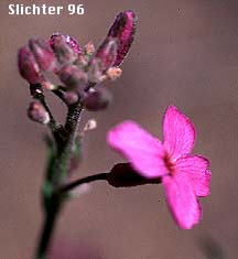 Damask Violet, Dame's Rocket, Mother-of-the-evening, Sweet Rocket: Hesperis matronalis