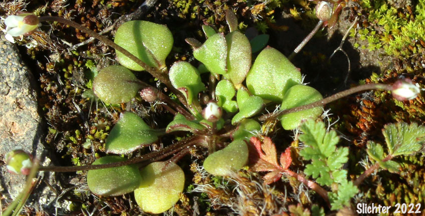 Flatpod, Oldstem Idahoa, Scalepod, Scale Pod: Idahoa scapigera (Synonym: Platyspermum scapigerum)