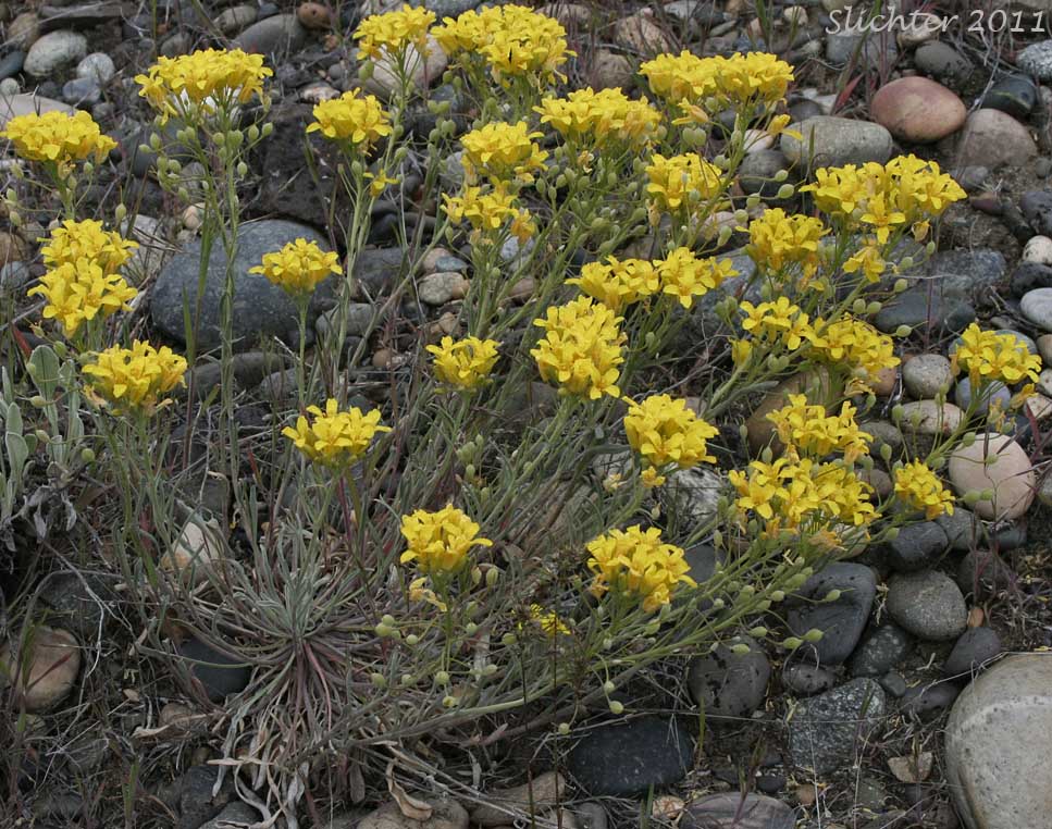 Columbia Bladderpod, Douglas' Bladderpod: Physaria douglasii ssp. douglasii (Synonym: Lesquerella douglasii)