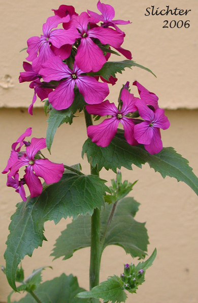 Inflorescence of Annual Honesty, Honesty, Money-plant, Money Plant, Satin Flower, Silver Dollar Plant: Lunaria annua (Synonyms: Lunaria biennis, Lunaria inodora)