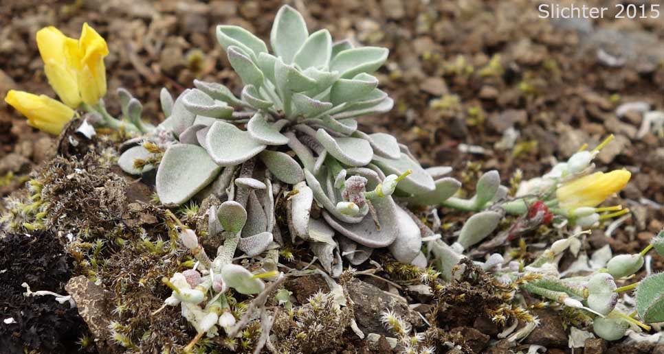 Alpine Twinpod, Washington Twinpod: Physaria alpestris (Synonym: Lesquerella alpestris)
