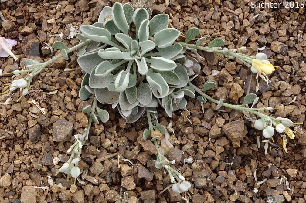 Alpine Twinpod, Washington Twinpod: Physaria alpestris (Synonym: Lesquerella alpestris)