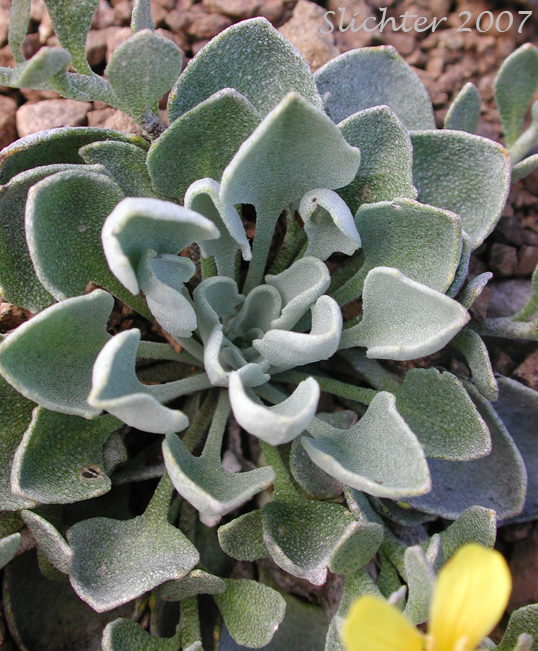 Alpine Twinpod, Washington Twinpod: Physaria alpestris (Synonym: Lesquerella alpestris)
