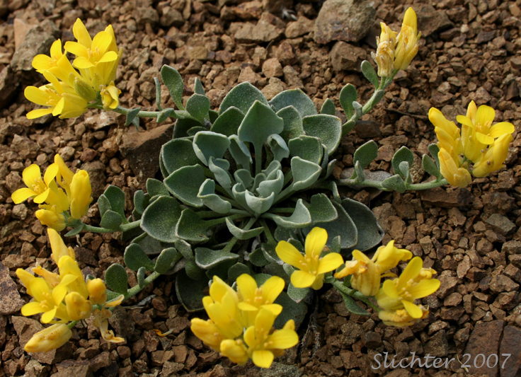 Alpine Twinpod, Washington Twinpod: Physaria alpestris (Synonym: Lesquerella alpestris)