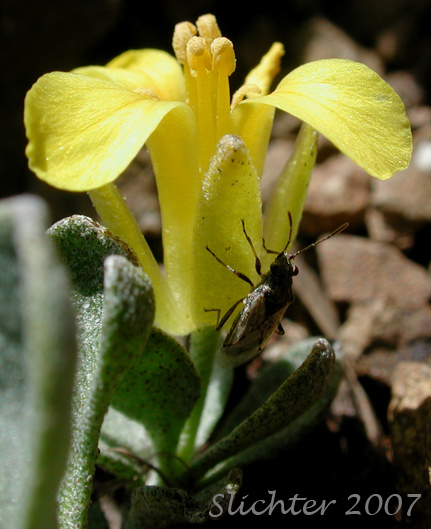 Alpine Twinpod, Washington Twinpod: Physaria alpestris (Synonym: Lesquerella alpestris)