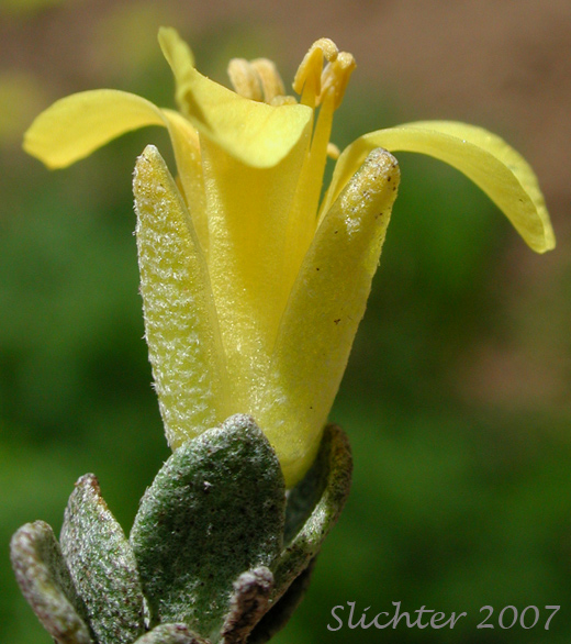 Alpine Twinpod, Washington Twinpod: Physaria alpestris (Synonym: Lesquerella alpestris)