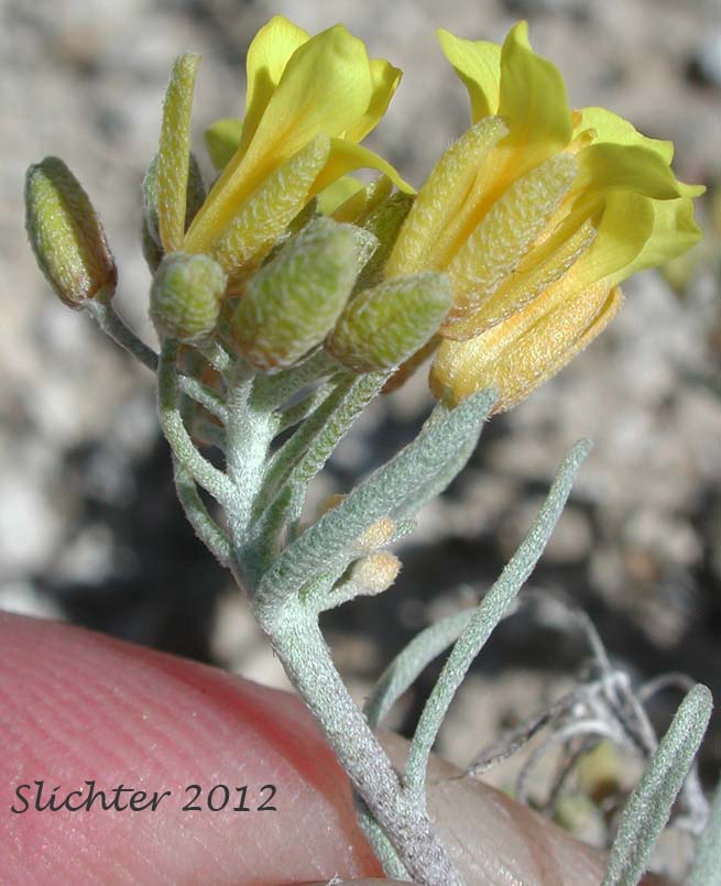 Close-up sideview of the inflorescence and upper stem leaves of King's Bladderpod, Wallowa Bladderpod: Physaria kingii (Synonyms: Lesquerella diversifolia, Lesquerella occidentalis, Lesquerella occidentalis ssp. diversifolia, Lesquerella occidentalis var. diversifolia, Lesquerella sherwoodii, Physaria kingii var. sherwoodii)