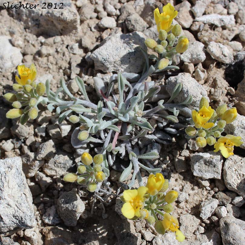 King's Bladderpod, Wallowa Bladderpod: Physaria kingii (Synonyms: Lesquerella diversifolia, Lesquerella occidentalis, Lesquerella occidentalis ssp. diversifolia, Lesquerella occidentalis var. diversifolia, Lesquerella sherwoodii, Physaria kingii var. sherwoodii)