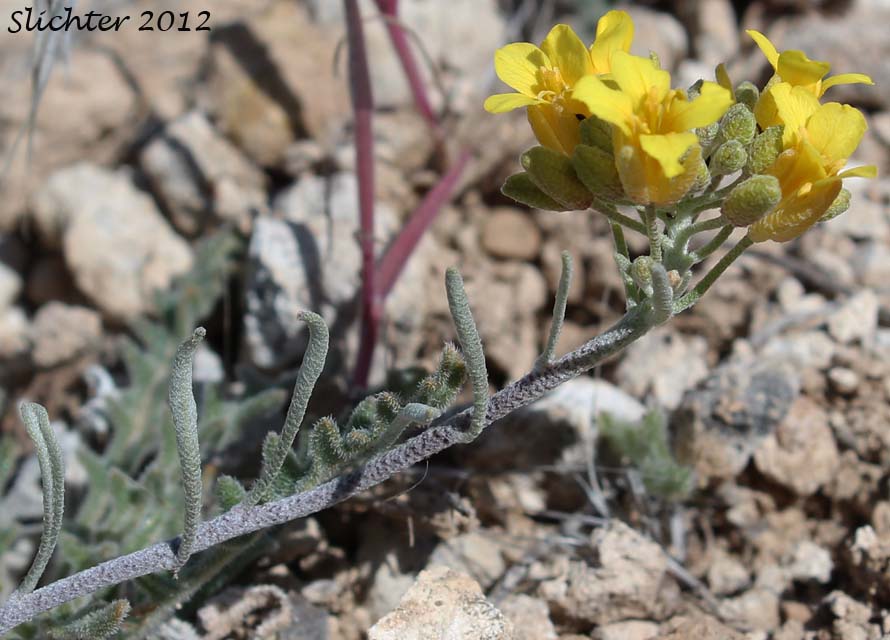 Inflorescence and upper stem leaves of King's Bladderpod, Wallowa Bladderpod: Physaria kingii (Synonyms: Lesquerella diversifolia, Lesquerella occidentalis, Lesquerella occidentalis ssp. diversifolia, Lesquerella occidentalis var. diversifolia, Lesquerella sherwoodii, Physaria kingii var. sherwoodii)