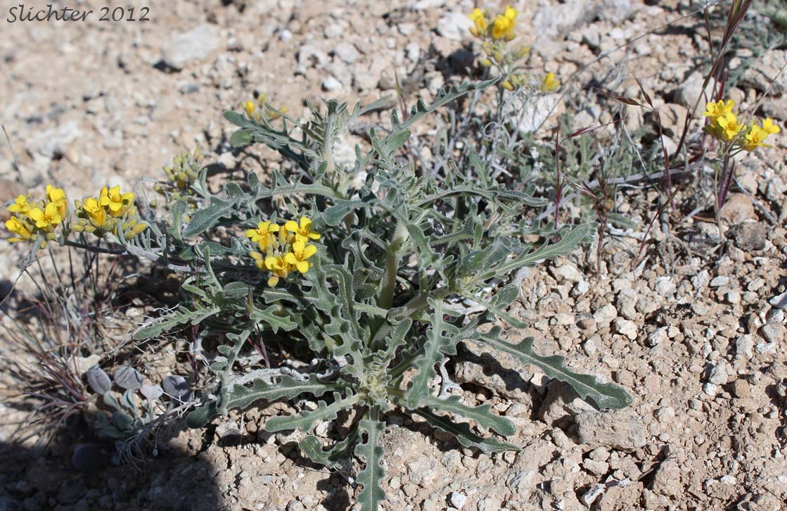 King's Bladderpod, Wallowa Bladderpod: Physaria kingii (Synonyms: Lesquerella diversifolia, Lesquerella occidentalis, Lesquerella occidentalis ssp. diversifolia, Lesquerella occidentalis var. diversifolia, Lesquerella sherwoodii, Physaria kingii var. sherwoodii) with the basal leaves of blazing star: Mentzelia laevicaulis
