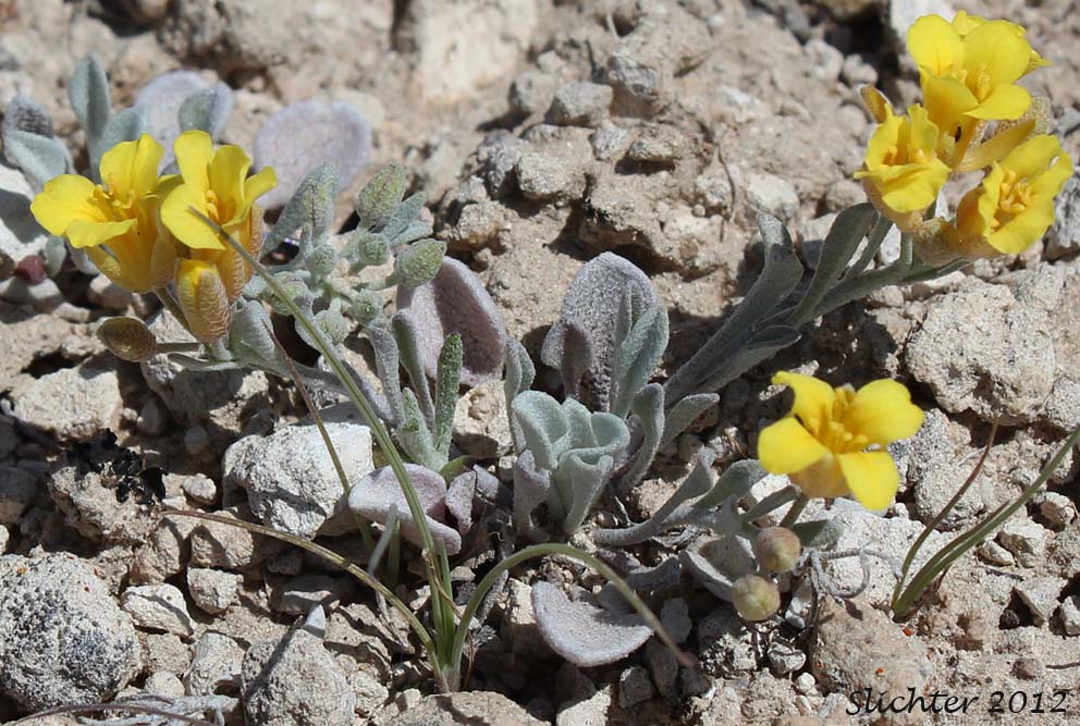 Oregon Twinpod: Physaria oregona