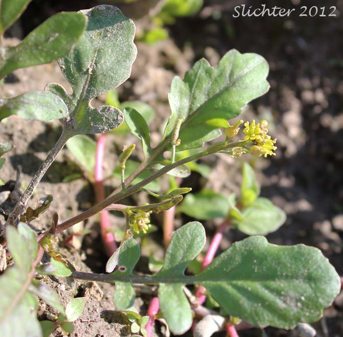 Abrupt Bluntleaf Yellowcress, Bluntleaf Yellowcress, Bluntleaved Yellowcress: Rorippa curvipes (Synonyms: Rorippa curvipes var. curvipes, Rorippa curvipes var. truncata)